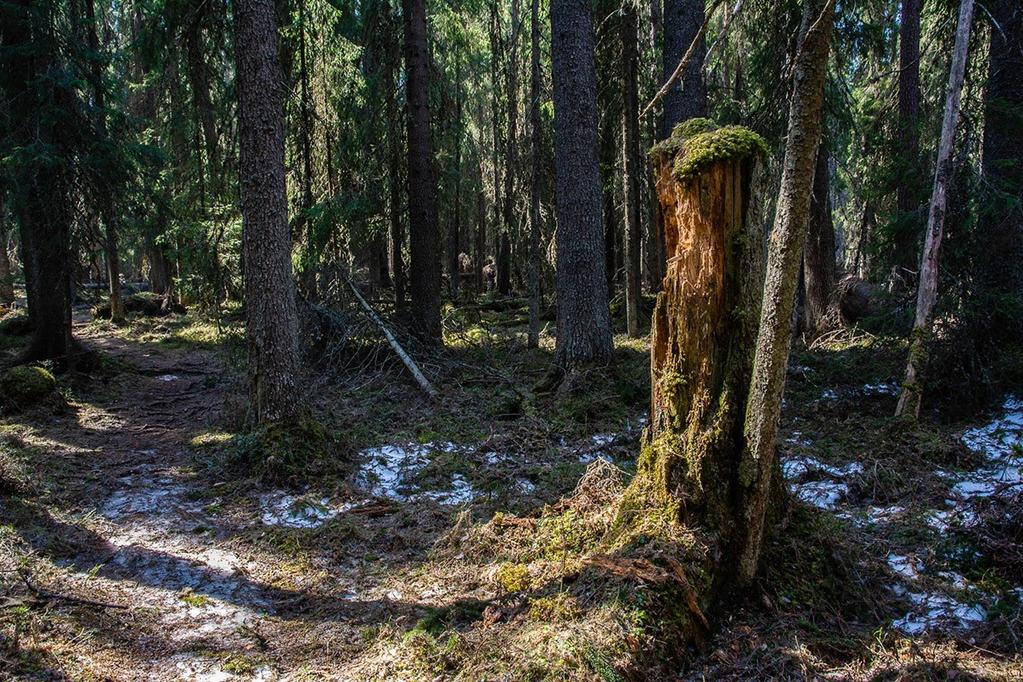 Här är det tyst och lugnt, bara ett svagt trafikbrus från
