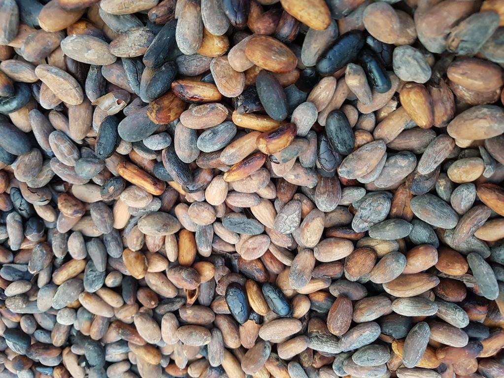 Helt fantastisk upplevelse då man fick följa kakaon från frukt