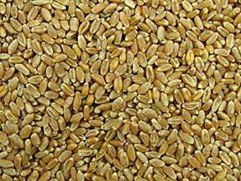 The use of crops for energy competes with the use of land for food crops = nutritional energy requirement of 5 persons for 1 year (FAO) 1 t wheat: ~15 GJ OR = 400