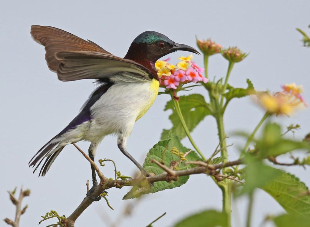 Sri Lanka