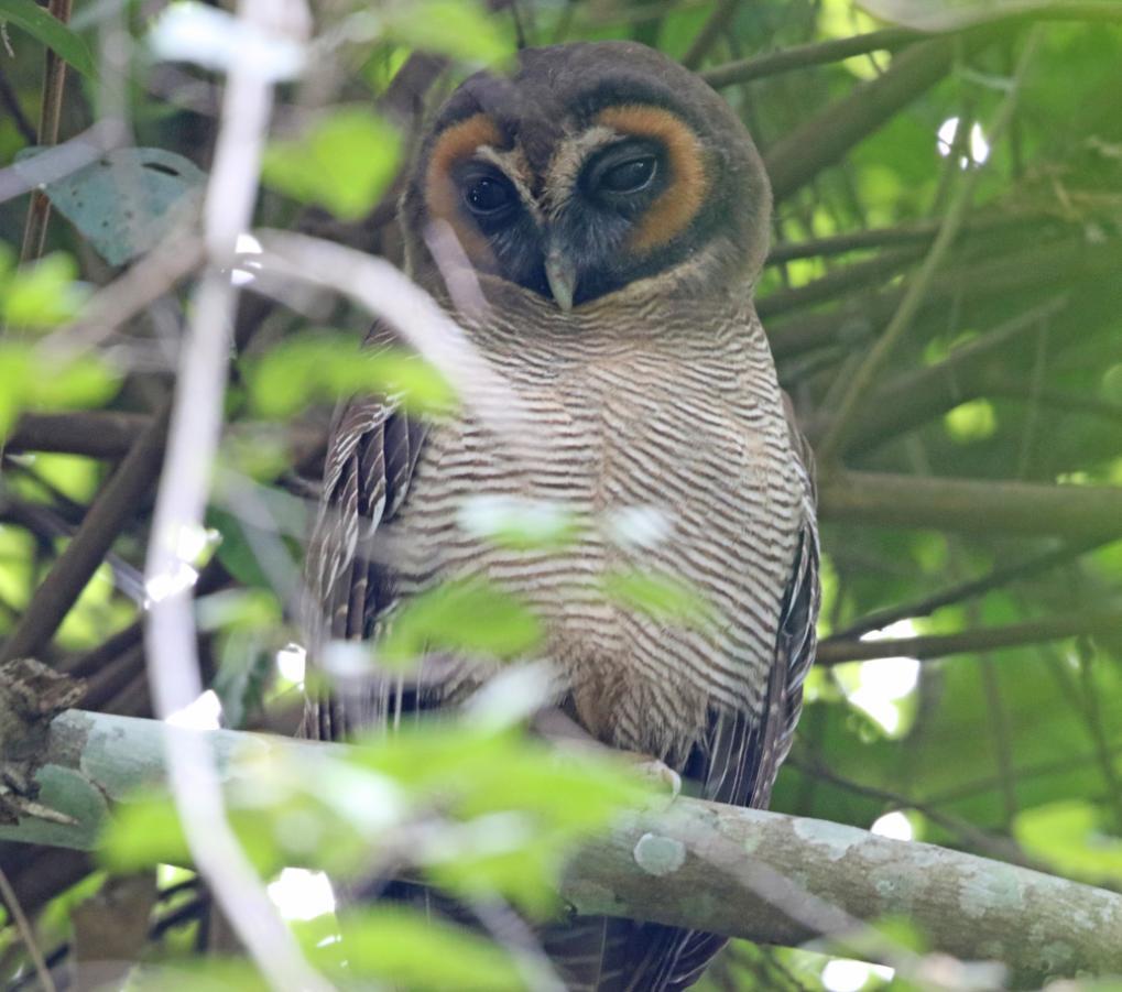 98 Chestnut-backed Owlet Glaucidium castanotum (Ceylonsparvuggla) Endemisk art 1 Kitulgala 5.1 och 6.1, 2 Sinharaja NP 7.1 och 1 där 9.1. 1 hörd Sinharaja NP 10.1. 99 Brown Wood Owl Strix leptogrammica (Vitbrynad uggla) Surrey Estate 17.