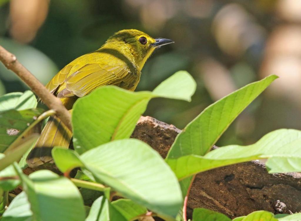 Yellow-browed Bulbul, Kitulgala.