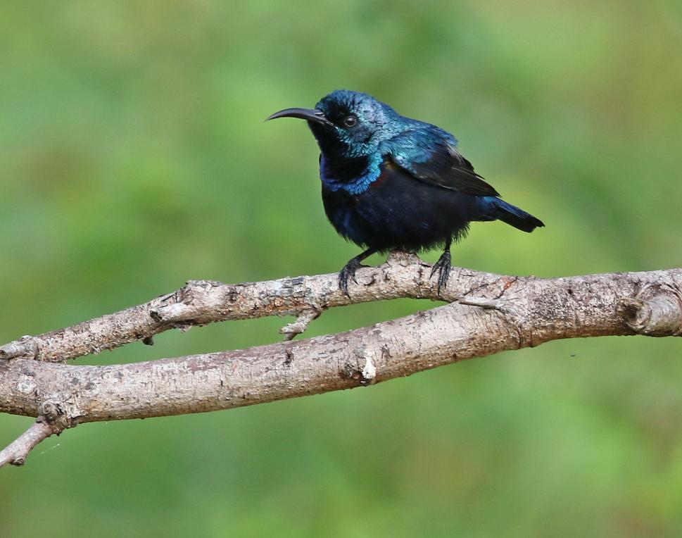 217 Purple Sunbird Cinnyris asiaticus asiaticus (Purpursolfågel) 1 Kitulgala 6.1, 4 Udawalawe NP 10.1, 5 under dagen 11.1, 2 Lunugamwehere NP 14.1 och 10 Yala NP 15.1 Purple Sunbird, hane.