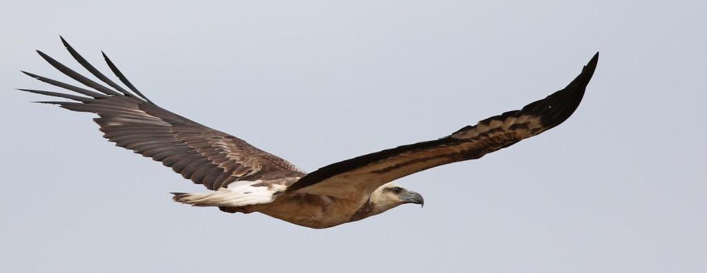 White-bellied Sea Eagle, subad. Foto: Carl-Axel Bauer Artlista fåglar 1 Lesser Whistling Duck Dendrocygna javanica (Orientvisseland) 2 Udawalawe NP 10.1, 20 Bundala NP 13.1, 25 Lunugamwehere NP 14.