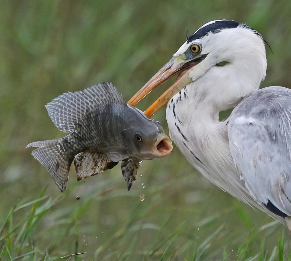 20 Grey Heron Ardea cinerea cinerea (Gråhäger) 2 Udawalawe NP 10.1, 3 Kalametiya BS 11.1, 20 under dagen 13.1, 5 Lunugamwehere NP 14.1 och 20 Yala NP 15.1 Gråhäger är en effektiv fiskare!