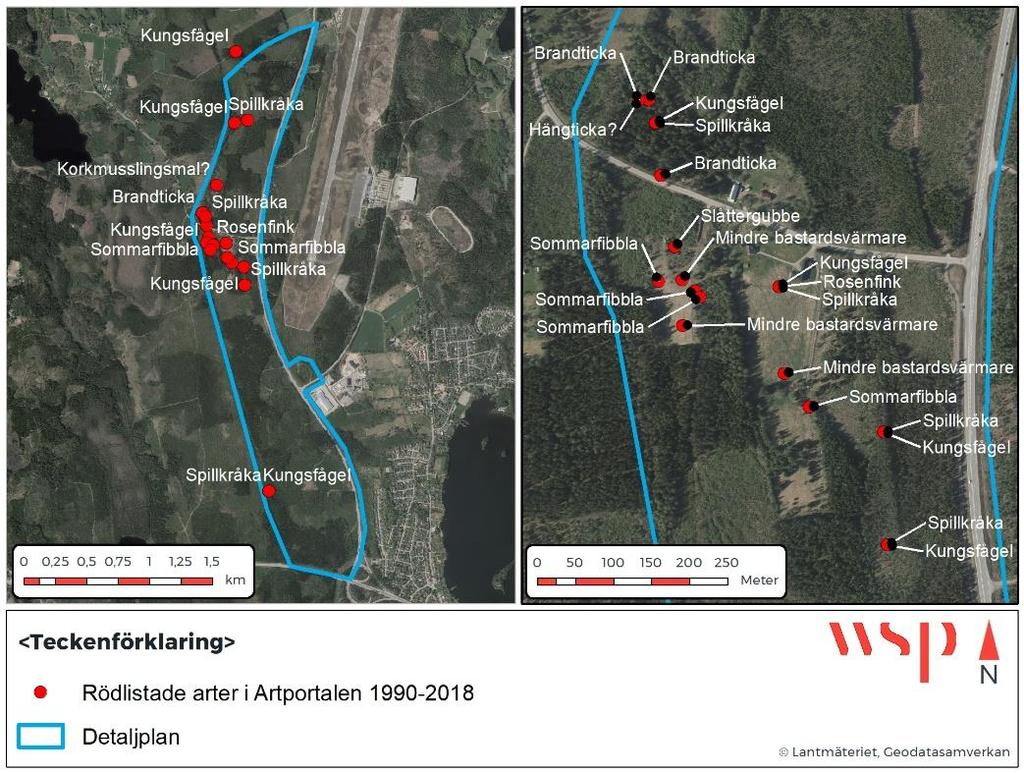 Figur 5. Rödlistade arter rapporterade till Artportalen t o m 2018-10-09, i och omkring planområdet. Datauttaget inkluderar resultatet från denna inventering. 4.
