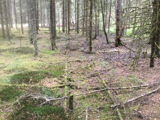 Diket omfattas därför inte av varken generellt biotopskydd eller strandskydd. Figur 7. Representativa bilder över det inventerade diket i norr. Mossodlingen hade inga förekommande naturvärden.