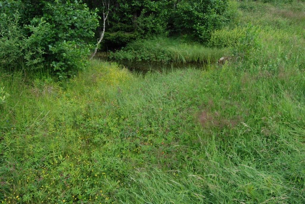 skogspärlemorfjäril, slåttergräsfjäril och vitfläckig guldvinge (typiska arter för 6230, 6270, 6510, 6530 och 9070), skogsnätfjäril (typisk art för 6510, 6530 och 9070).