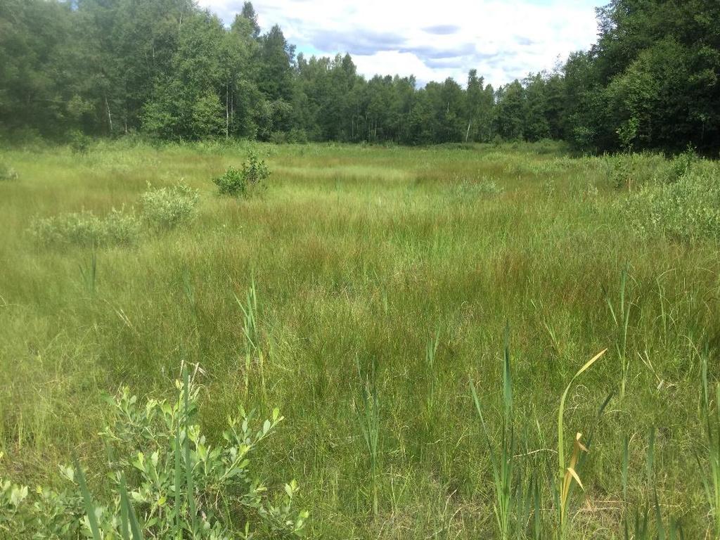 Naturvärdesobjekt ÖjaY3 (se även Naturvärdesobjekt 2 nedan) Naturvärdesklass 4 Vissa naturvärden Inventerad av: WSP, 2018-06-26 Biotopvärden: Öppen myrmark.