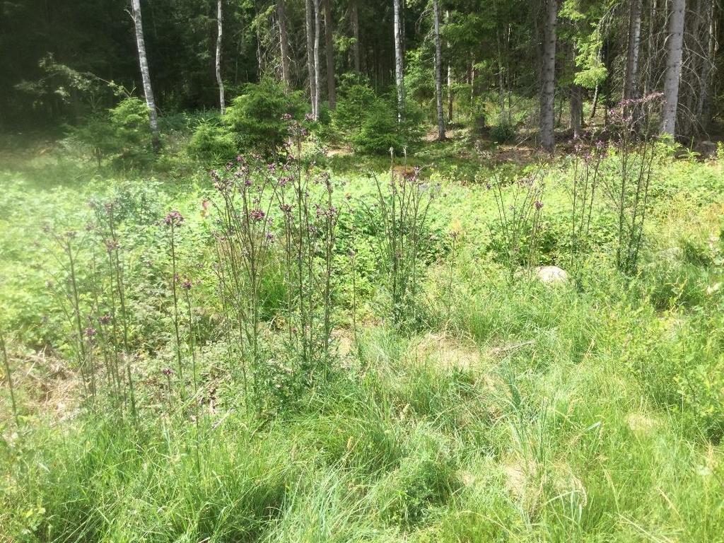 Naturvärdesobjekt ÖjaY4 Naturvärdesklass 3 Påtagliga naturvärden Inventerad av: WSP, 2018-06-26, Tobias Ivarsson 2018-06-13 och 2018-07-04.