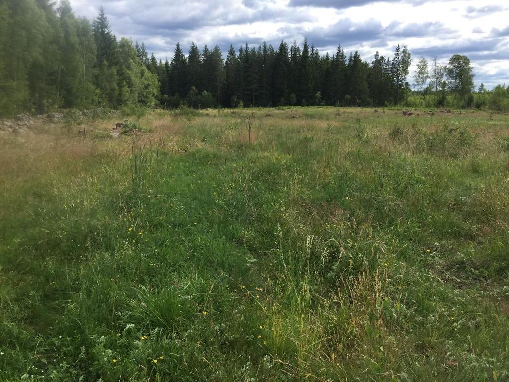 Rekommendationer: Betesmarken har en artrik flora som kommer av en lång kontinuitet som ängs- eller betesmark utan påverkan från t.ex. gödsling och insådd.