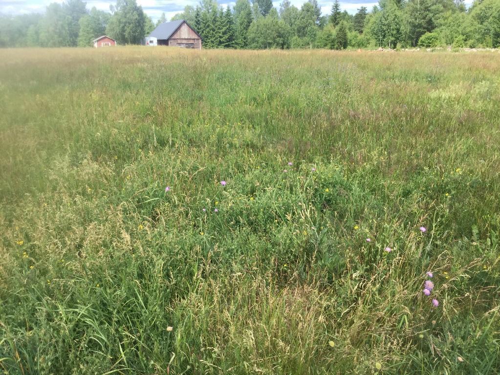 Naturvärdesobjekt ÖjaY6 Naturvärdesklass 4 Vissa naturvärden Inventerad av: WSP, 2018-06-26, Martin Unell 2018-04-27 och 2018-06-04, Tobias Ivarsson 2018-06-13 och 2018-07-04.