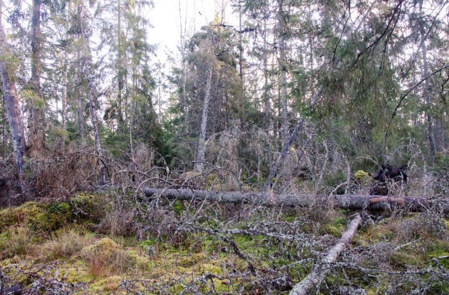 Naturvärdesobjekt 1 - Gransumpskog Naturvärdesklass 4 Vissa naturvärden Inventerad av: Tobias Ivarsson, 2017-11-17 Biotopvärden: Flerskiktad skog, rikligt med död ved.