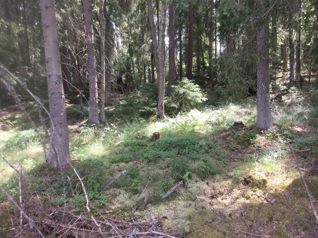 Figur 20. Vy över centrala delen av Naturvärdesobjekt 3 - ÖjaY7. Figur 21. Vy över nordvästra delen av naturvärdesobjekt 3 - ÖjaY7.