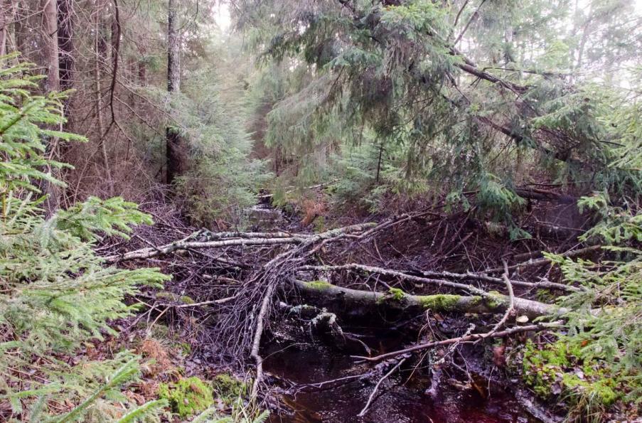 än i område 3. I fältskiktet växer harsyra, lingon, stjärnstarr, blåbär och skogsfräken.