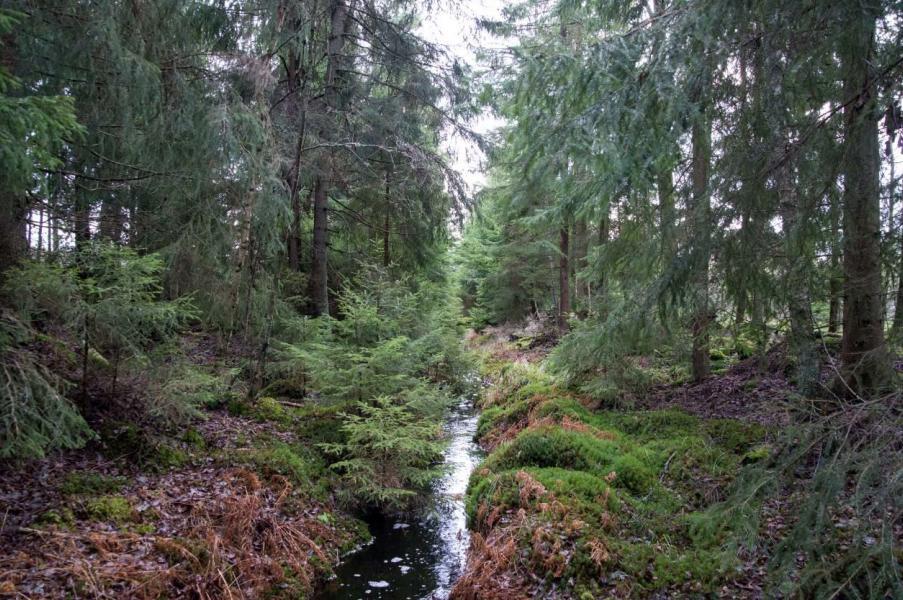 Figur 24. Vy över naturvärdesobjekt 6, och det dike som går igenom området. Tobias Ivarsson.