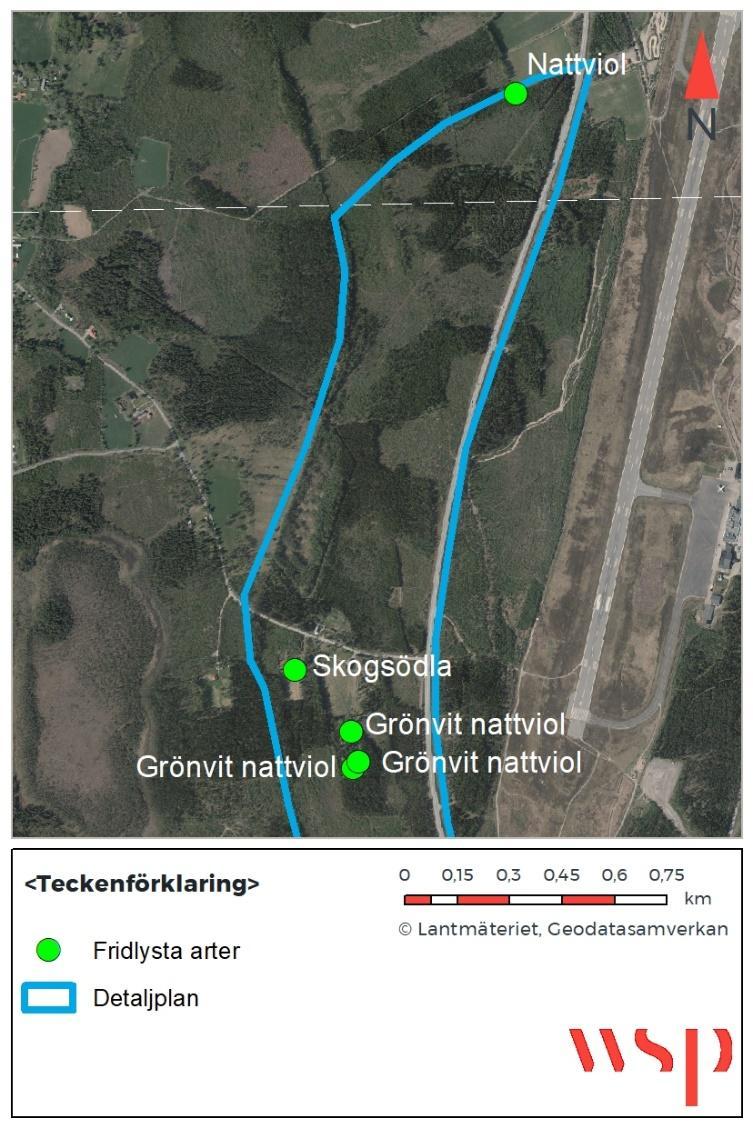 Figur 26. Kända förekomster av fridlysta arter inom detaljplanen.