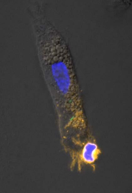 innate immunity and strategies