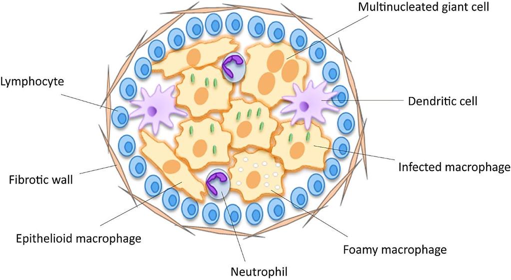 and that this non-replicating state is especially difficult to treat since most antibiotics target the replication machinery and thus a long treatment period is required (17). Figure 1.