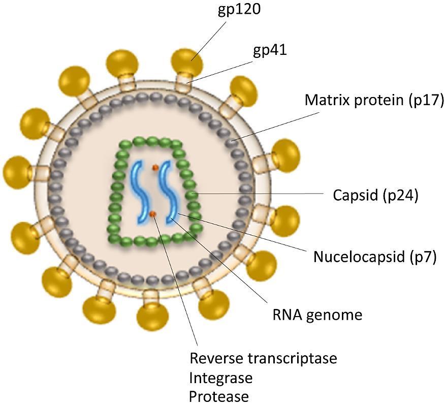 be internalized by Langerhans cells or it can directly infect intraepithelial CD4 T cells.