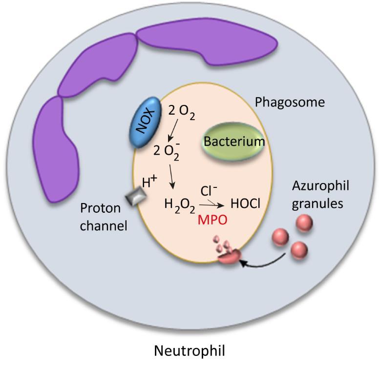 In summary, HIV induces ROS production that in turn promotes HIV replication, thereby creating a viscous circle. Figure 4. ROS production in a neutrophil.