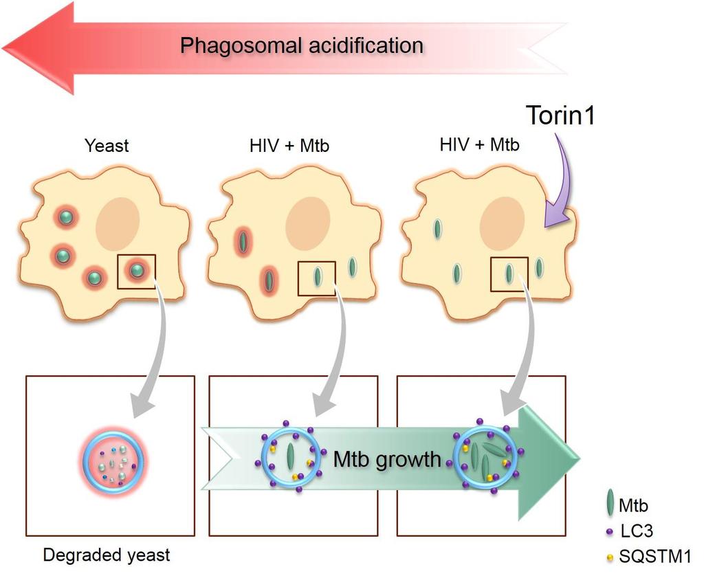 the build-up of SQSTM1 in Mtb phagosomes upon Torin1 treatment and the increase in autophagosomes (LC3+ Mtb phagosomes) without an increase in autophagolysosomes (LC3+LysoTracker+ Mtb phagosomes).