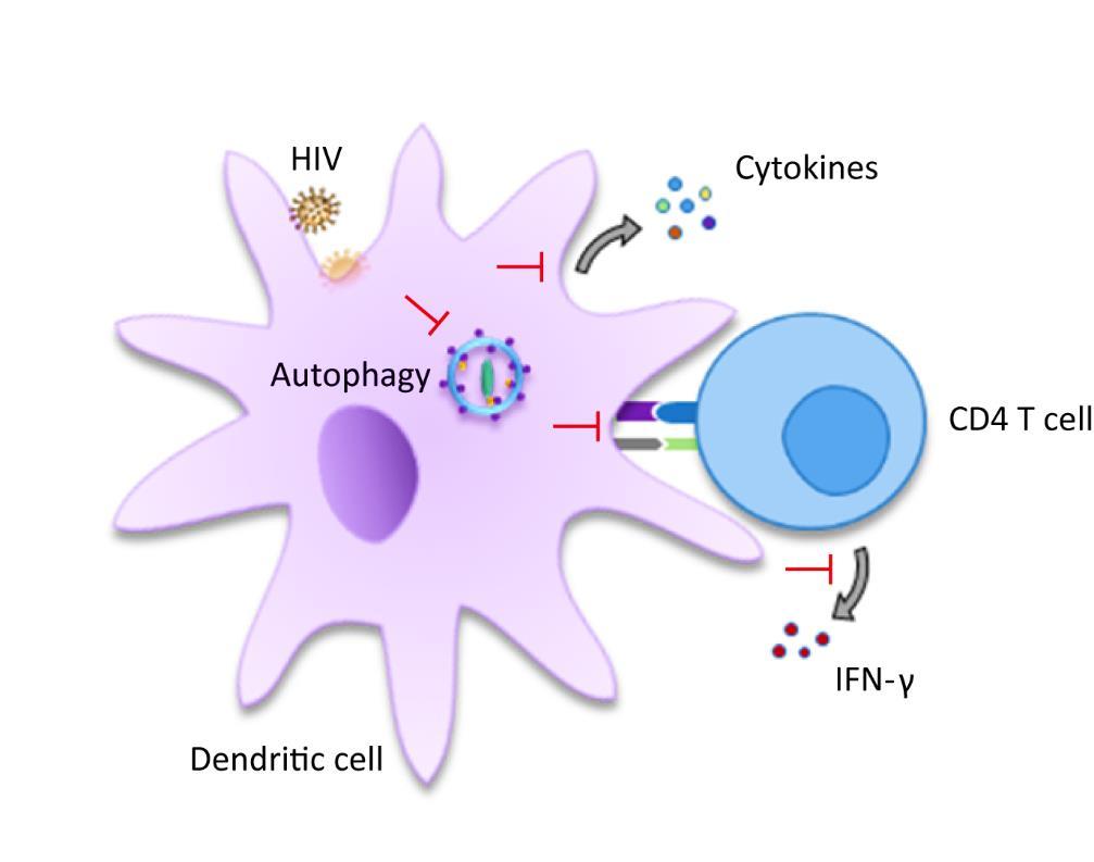 a decreased autophagosome formation in addition to decreased accumulation of autophagy proteins.