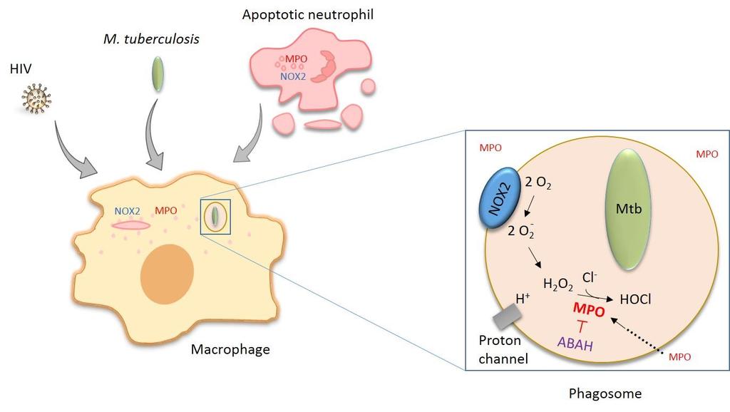 measured in macrophages after efferocytosis. Apoptotic neutrophils increased the ROS production in infected or PMA stimulated macrophages.
