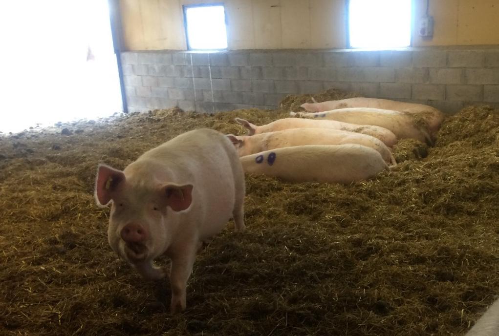 Material och metoder Två ekologiska grisproducenter anslöts till studien och totalt undersöktes 72 suggor med fokus på om de uppvisade ägglossning under digivningen och om de blev dräktiga vid normal