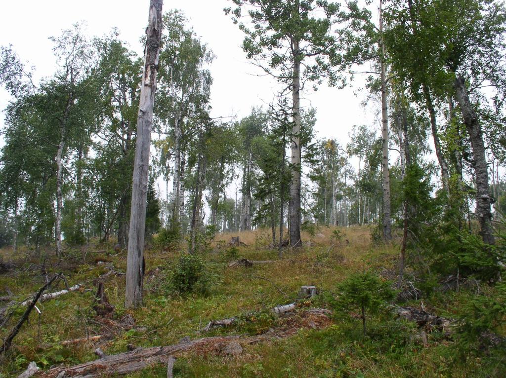 SKÖTSELPLAN Bilaga 4 5 (9) Bevarandemål Naturvärdena i utvecklingsmarkerna ska öka. Målet är att dessa områden inom en 50-årsperiod ska utveckla naturvärden motsvarande en skoglig värdekärna.