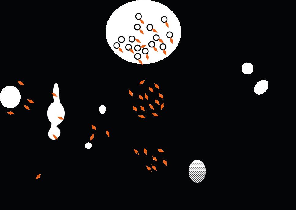 Figure 1. Membrane proteins (shown in orange) are internalized through invagination of the plasma membrane and endocytic vesicles form early endosomes.