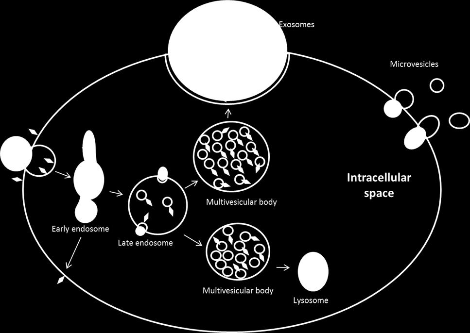 From the endosomes intraluminal vesicles may be formed by budding from the limiting membrane into the lumen of endosomes.
