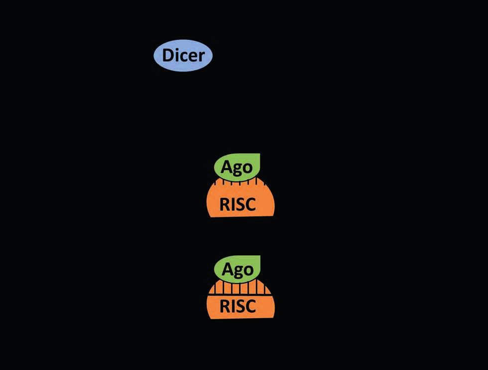Figure 2. The molecular mechanism of RNA interference.