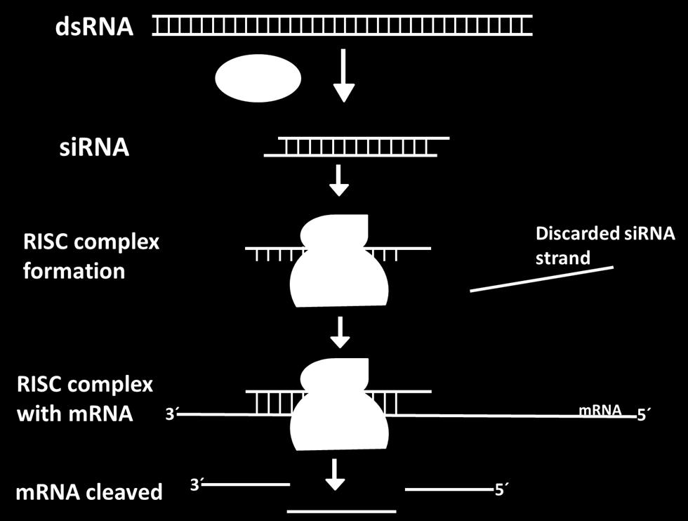 introduced and microrna (mirna) when they are produced endogenously.