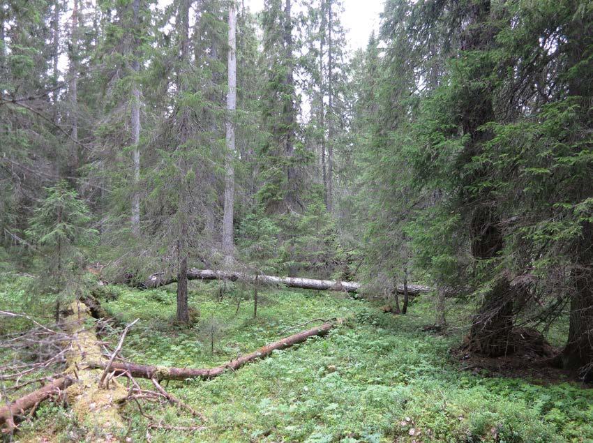 4 / 7 PLANDEL Skötsel och förvaltning av naturreservatets natur- och kulturvärden Naturreservatet är indelat i ett skötselområde (A). Skötselområde A Barrblandskog, 97 hektar.