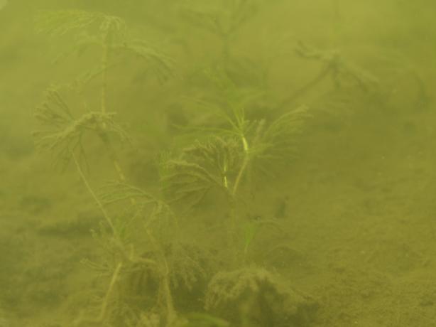 Utanför vassbältet vidtog en tämligen tät och högvuxen vegetation dominerad av ålnate med inslag av axslinga. Fläckvis fanns öppnare ytor med lågvuxna plantor av hjulmöja och hårsärv.