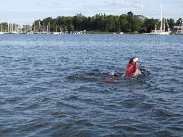 Bottenmaterialet dominerades av finsediment, fläckvis med viss grusinblandning i hela det inventerade området. Här och var förekom spridda mindre stenar.