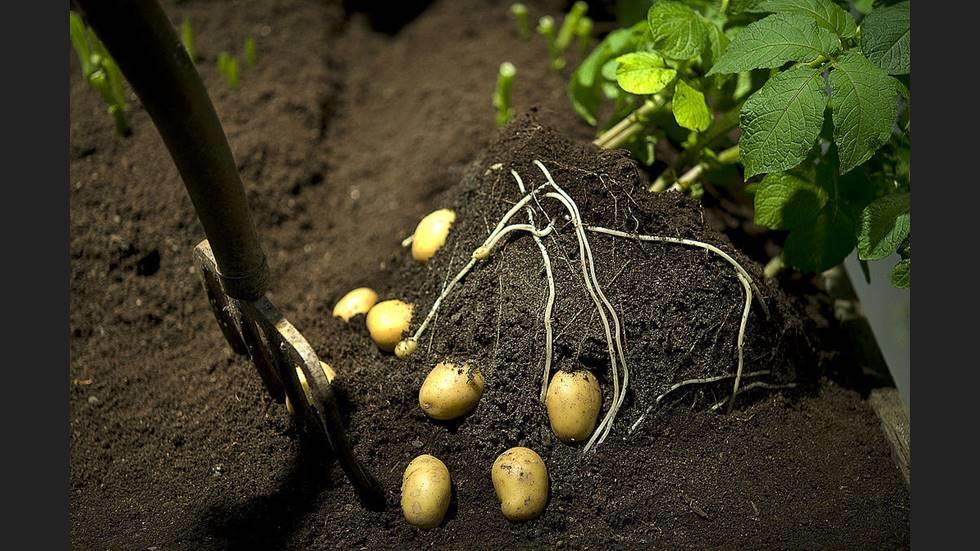 Skadegörare ett ständigt problem Nyhet i UNT 20 mars 2019 Bild: Anders Wiklund/TT Potatis, en optimal gröda för parasiten. Arkivbild.