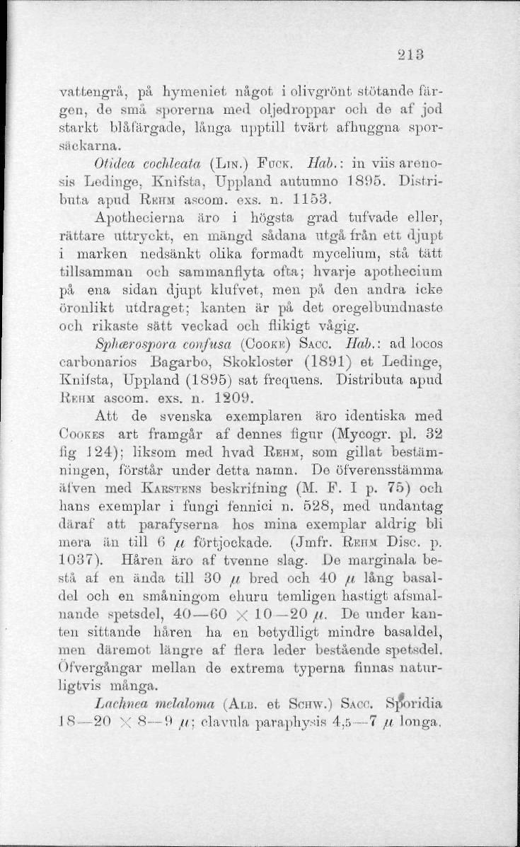 213 vattengrå, på hymeniet något i olivgrönt stötande färgen, do små sporerna ined oljedroppar och de af jod starkt blåfärgade-, långa upptill tvärt aflmggna sporsiickarna. Otidea cochlcata (LIN.