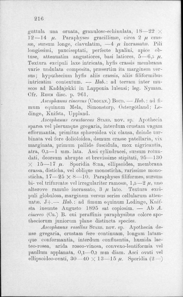 216 guttula una ornate, granuloso-pcliinnlala. 18 22 X 12 14 //. Paraphyses gracillimm, circa 2 /t crassib, suranrn longe, clavulathn, 4 // fncrassata.