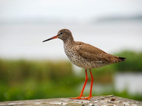 Häckande strandängsfåglar i