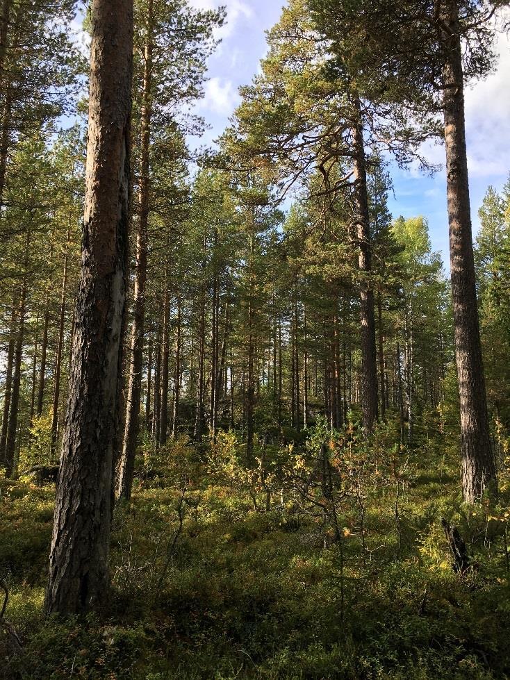 Gran har växt in i vissa delar och en del av granskogen har naturskogskvaliteter. Spår efter brand påträffas främst på död ved, men även på enstaka äldre träd.