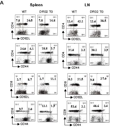 Activated T cells in spleen and lymph nodes of naïve