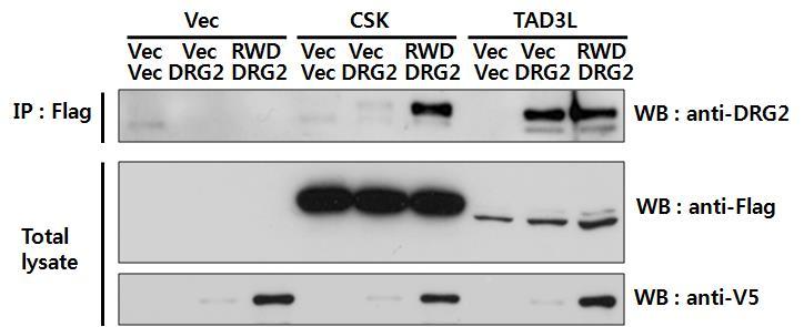 Protein Chip: DRG2 interacts with ADA3 Gene symbol Z-score coiled-coil domain containing 97 (CCDC97) 13.00817 TSR2, 20S rrna accumulation, homolog (S. cerevisiae) (TSR2) 11.