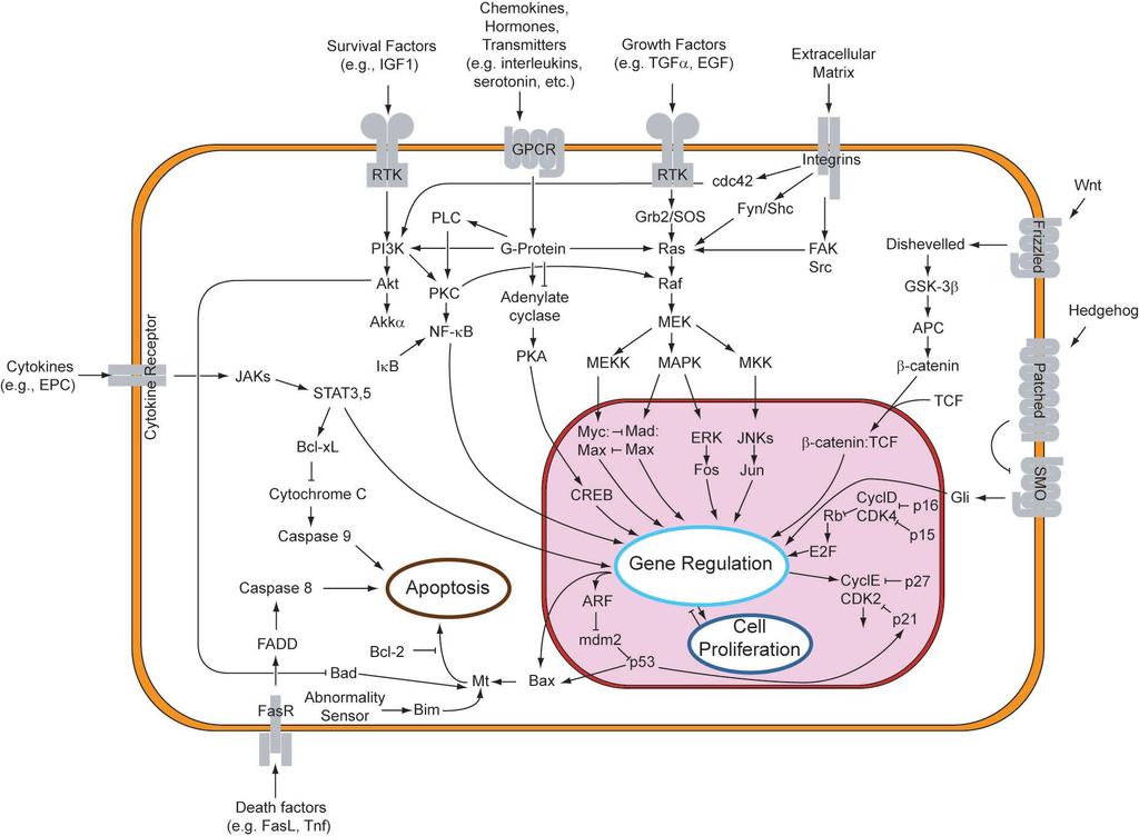 GTP-binding
