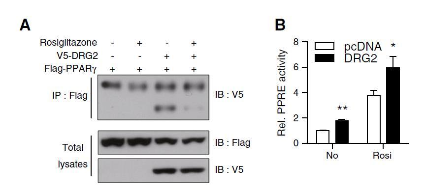 DRG2 interacts with PPARγ and enhances PPARγ