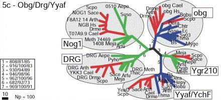 DRG - Belongs to Obg family - Five