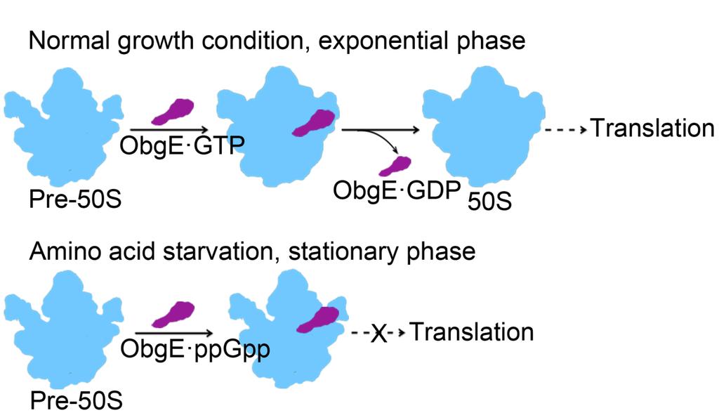 assembly of the 50S ribosome