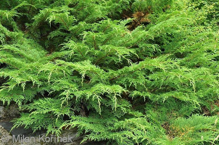 Växtförteckning samt placeringsområden Område 1+2+3 Krypthuja (Microbiota