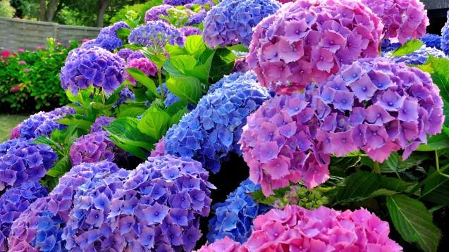 Rhododendron och Hortensia Flera färger och sorter med vårblomning.